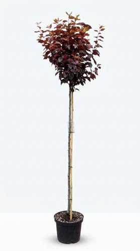 Blutpflaume auf Stamm - Prunus Nigra, essbare Früchte (Höhe: 250 cm/Stammhöhe: 180 cm)