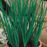 Chive Seeds by Country Value. Average 370 Seeds