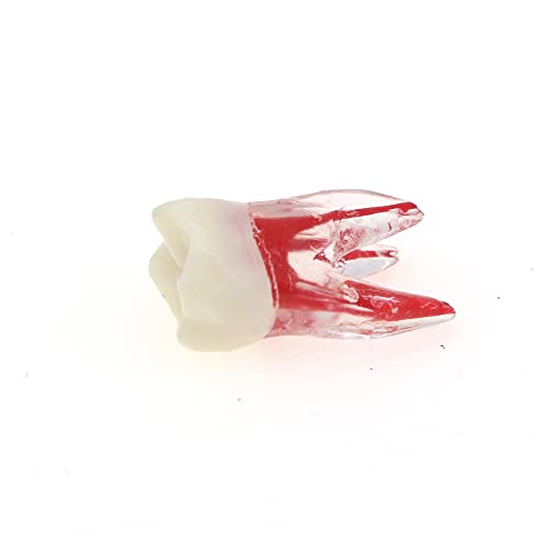 Debksgeoti DETESI-20230331-M8007 5Pcs Dental Root Canal Pulp Cavity Teeth Model Endodontic Practice Rct Typodont M8007 11# 14# 16# 21# 33# 34# 35# 36# 44# 45# Practicing Study Teach thumb #4