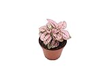 Pink Polka Dot Plant - 3'' from California Tropicals