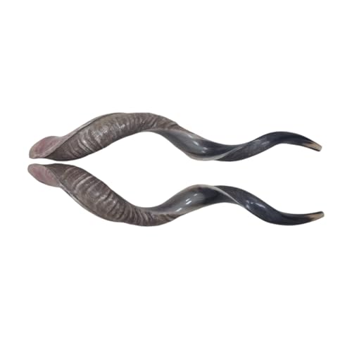 2 X SHOFAR Half Natural Kosher Kudu Horn 35
