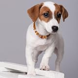 Bernsteinkette Hund | Bernsteinhalsband für Hunde und Katzen | Hundehalsband I Natürliches Halsband Hund aus echt Bernstein (20 cm)
