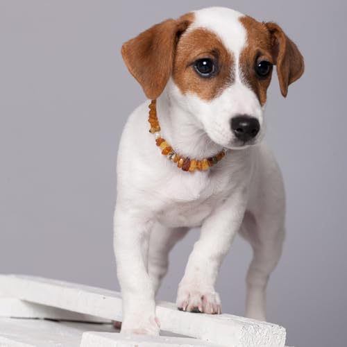 Bernsteinkette Hund | Bernsteinhalsband für Hunde und Katzen | Hundehalsband I Natürliches Halsband Hund aus echt Bernstein (20 cm)