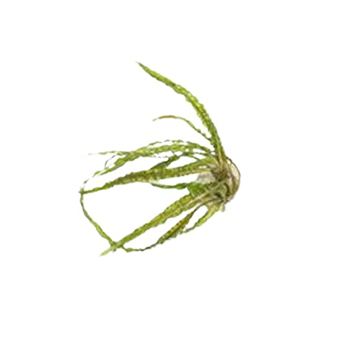 CANTON AQUATICS Cryptocoryne Crypt Balansae Medium