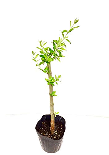 観葉植物 オリーブ 苗木の人気商品 通販 価格比較 価格 Com