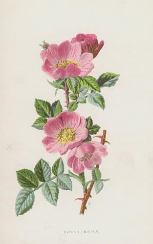 Peinture Modern Pour Décoration Salon Toile Sweet Briar Frederick Edward Hulme 60x90
