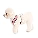 Gooby Comfort X Head in Harness - Pink, Small Harness Patented Choke-Free X Frame - Perfect on The Go Harness for Medium Dogs No Pull or Small Dogs for Indoor and Outdoor Use