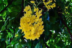 Vaibhav Biorech Cassia Fistula Plant 2