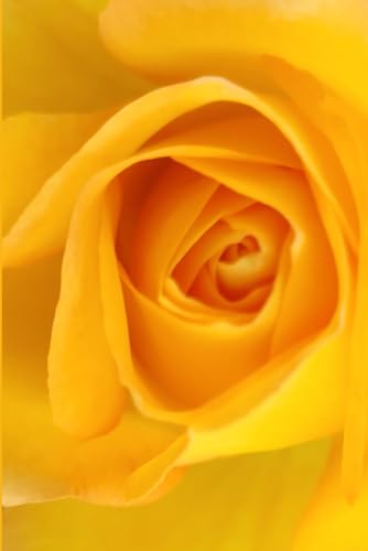 ROSE&PAPER Garden Layout Planner — Graph-Grid Notebook for Raised Beds, Plant Spacing & Seasonal Garden Design (2026 Collection - Rose No. 13): ... gardens, flower beds, and backyard layouts