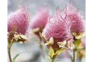 Geum triflorum, 80pcs Fresh New Seeds