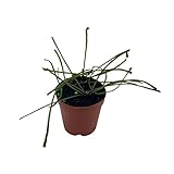 BubbleBlooms Hoya Retusa in a 2 inch Pot Wax Plant, Wax Vine, and Porcelain Vine