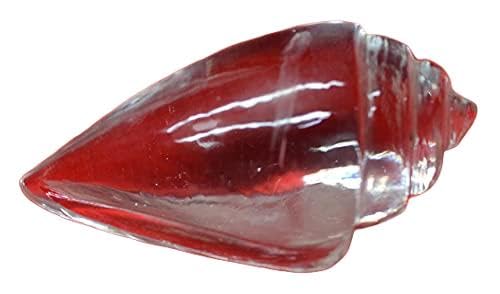 Rudraksha Shankh transparent Pooja 80-100g avec 5 Mukhi Rudraksha