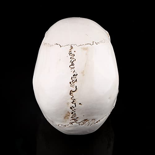 Anatomisches Schädel-Modell aus Harz,Kunstharz, Schädelmodell, Weißes Harz, 1 Stück, Weißer Kunstharz, Menschlicher Schädel, Lebensgröße, Zeichnungsmodell, Nachbildung, Zeichnung, Party-Ornament