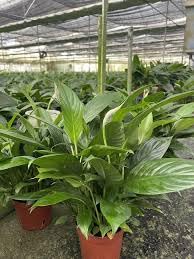 Image of Peace Lily Plant, Live Spathiphyllum,Air purifier Good Luck Plant Indoor Flowering Plant Large Green leaf (pack Of 1 with pot) zp 9