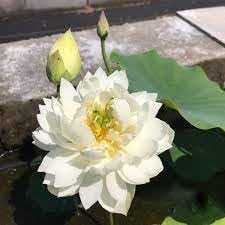 Image of ZXXYANBI All Time Beautiful Big Hybrid (Snow White) Lotus Tuber, Root Flower Plant, Tree Granted Blooming 30 Days, Mild, sweet fragrance Flower, 1 Healthy Fresh Tuber For Home Garden