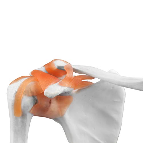 Image of B10227 Shoulder Joint Model, Life Size, 4.5 inch Height, 7 inch Wide, 8 inch Length