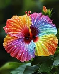 Rainbow Hibiscus Live Plant Hybrid Multi Colour Flowering Pack of 1 tg9 | Super Early Bloom, Outdoor Decorative, Home & Garden Use, Balcony & Terrace, Hybrid Variety-image-38