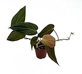 Rare Hirt's® Velvet Leaf Bronze Micans Vine -Philodendron- Easy - 2' Pot