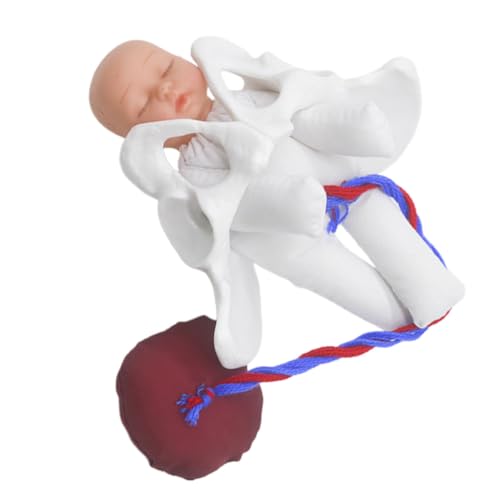 Bassin féminin et placenta en PVC iplusmile pour expliquer clairement l'accouchement