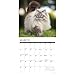 Willow Creek Press, Just Cats 2026 Wall Calendar, 12'' X 12'', 18-Month Calendar with Stapled Binding
