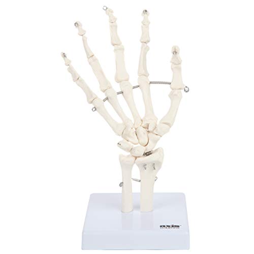 Axis Scientific Hand Skeleton Including Ulna and Radius - Left