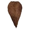 Betta Keuze Catappa Bladeren XL x 10 Zee Amandelboom