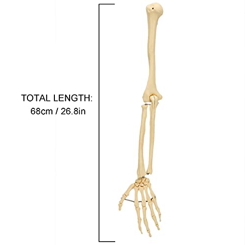 Image of Arm Bone Model, ANGGREK Professional Human Hand Arm Bone Model Upper Bone Model Anatomical Arm Model for Teaching Demonstration