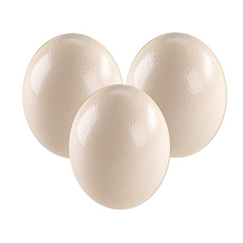 3 Straußeneier aus Südafrika - 1A Qualität - Straußenei - Größe ca. 13-16cm - naturbelassen, entleert, ausgeblasen und gereinigt Cover