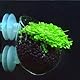 1 Stück Aquarium Pflanzenhalter WEAVERBIRD klar Glas Pflanzen Topf mit 2 x Saugnapf für Aquarium-Landschaft Dekorationen Glas Cup Topf Aquascaping Aquarium deko Aquarium deko Transparent
