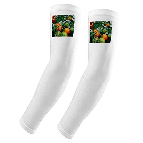 Housse de gants pour arbres fruitiers pour protéger le verger en été