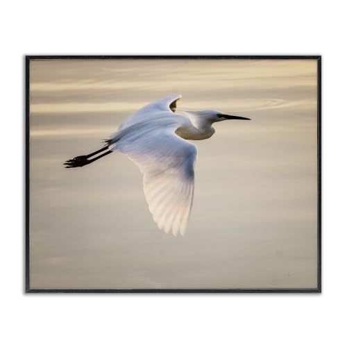 Egret Gliding Aerial View, 16 x 20 Inch Framed Giclée Print