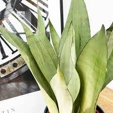 Image of Moonshine Snake Plant - Live Dracaena Moonshine | Air Purifier, Drought Tolerant | Elegant Silver Foliage for Indoor & Outdoor Spaces