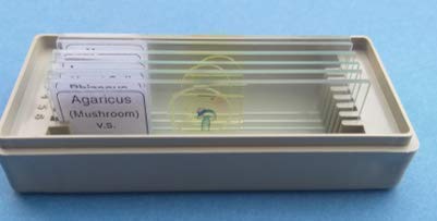 AIM Fungi Prepared Slide (set of 6)