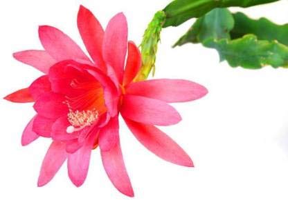 KOO Retails Epiphyllum Pink - Jungle Cactus Orchid Plants with Pot (B08L3WS9LX) Amazon Price History, Amazon Price Tracker