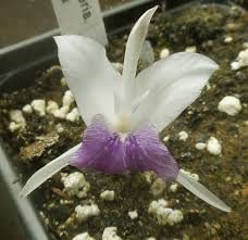 Kaempferia Flower Bulbs For Home Gardening Packo f 15 bulbs