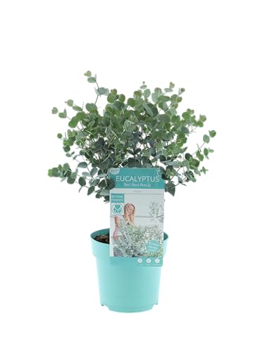 Eucalyptus gunnii Azura Strauch Winterharter Eukalyptus für Garten & Terrasse Aromatische Blätter Pflegeleicht Zierpflanze im Topf (1)