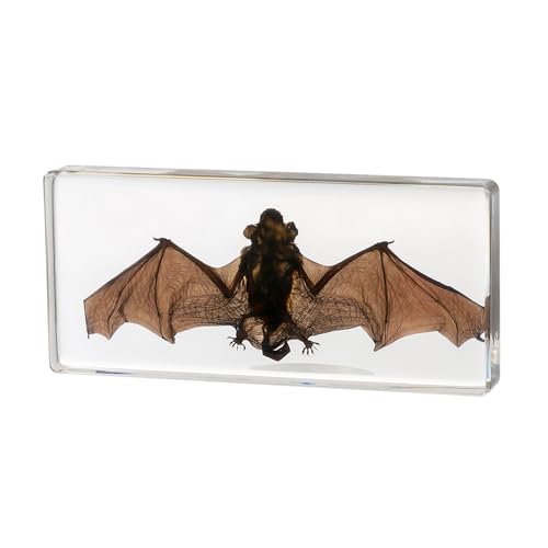 Tierpräparat Fledermaus in Acrylblock | Echtes Fledermaus-Skelett für den Biologieunterricht, Wissenschaftliche Anschauung, Sammlerstück für Naturkunde-Fans