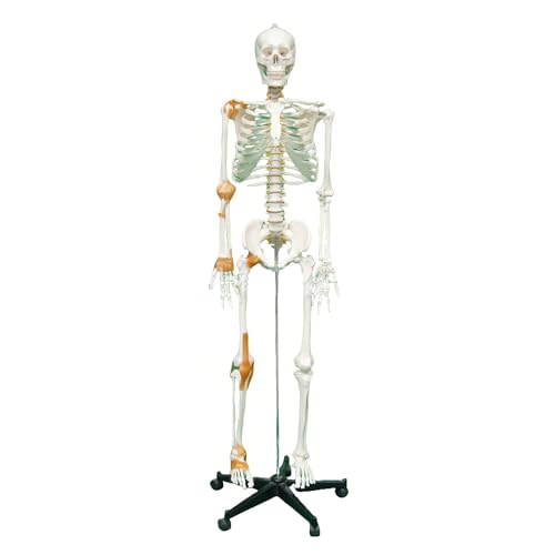 �l�̍��i���f��170cm �X�^���h�t�� �g���ȒP �l�̖͌^ ���i�͌^ �W�{ �f�b�T���l�` �[�� ��Ë���E��U�w���� 170cm �x�т̔������c�����l�̍��i