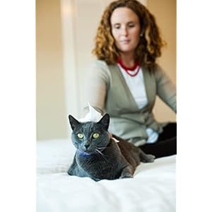 Earthbath 28 count mango tango grooming wipes   cucciolini doodles