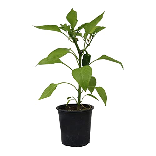 Pimiento Jalapeño Natural Planta Fácil de Cuidar Ideal para Iniciarse en la Horticultura