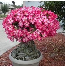 PLANTOGALLERY Plant Seeds |Desert Rose Obesum Adenium Plant Seeds For Garden (10 Seeds Pack) (B09B2LQWLS) Amazon Price History, Amazon Price Tracker