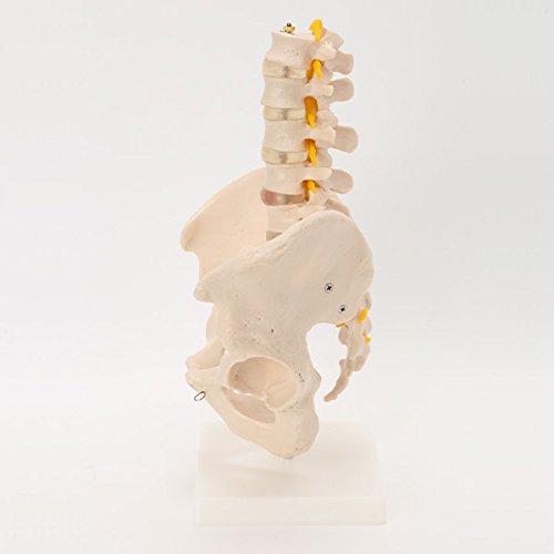 Amazon.co.jp: ＜ 7ウェルネ ＞ 骨盤腰椎模型 実物大 [ 人体模型 骨格