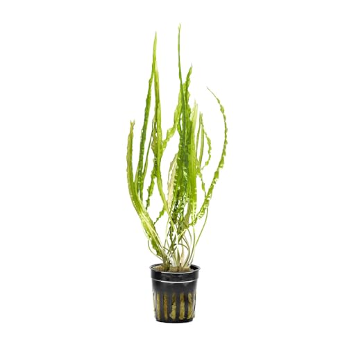 SubstrateSource Cryptocoryne Live Aquarium Plants...