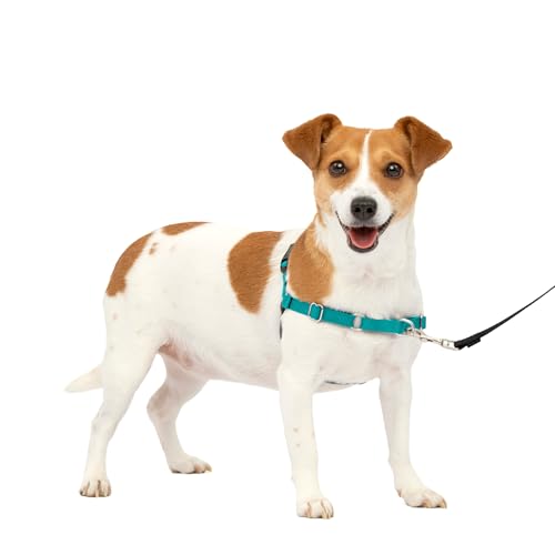 PetSafe Easy Walk Harness for Dogs - Pull-Free Walks - Patented Martingale Loop Design - Front Chest Leash Attachment - Comfort Straps - Breathable Harness Design - Small, Teal/Gray