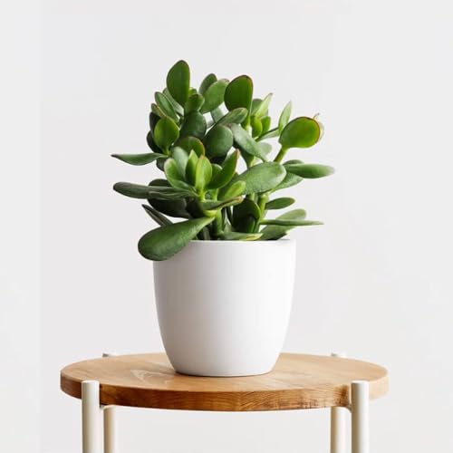 Jade Plant, Pack of 1 – Adds Greenery to Any Room