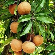 See full amazon price history chart for Cricket Ball variety Chiku (Sapota) Sweet Tasty Fleshy Fruit-Hybrid Grafted 1 Healthy Live plant Cricket Ball variety Chiku (Sapota) Sweet Tasty Fleshy Fruit-Hybrid Grafted 1 Healthy Live plant (B09TFZKCYX) Amazon Price History, Amazon Price Tracker