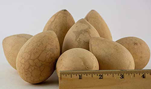Dried Egg Gourds for Crafting Box of 25