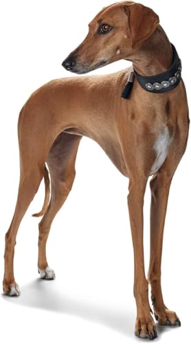 HUNTER ROM Windhundhalsband, Leder, gepolstert, mit Besätzen, 37 (XS-S), dunkelbraun