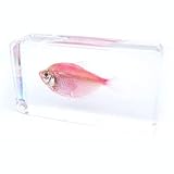 QTMY Biology Science World Collection of Real Insect Specimen Paperweight (Fish) (Colourful Light Fish)