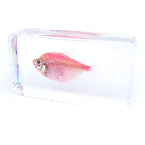 QTMY Biology Science World Collection of Real Insect Specimen Paperweight (Fish) (Colourful Light Fish)